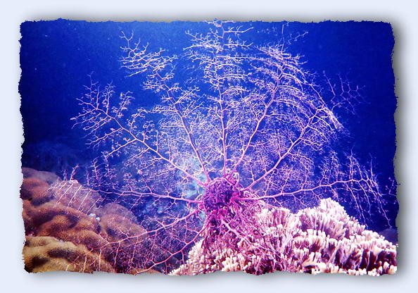 This basket starfish requires an amazing feedback system to coordinate it's thousands of arms.